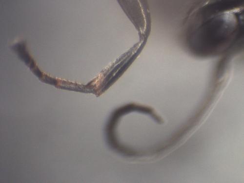 Dipogon subintermedius